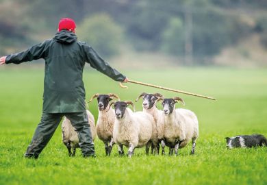  Shepherd and dog herding sheep to illustrate Some top performers in REF had big shift to ‘teaching’ roles