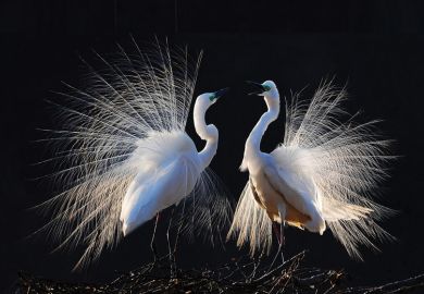 Mating birds to illustrate The joy (and frustration)  of sex research