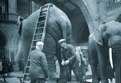 Elephants on display at the National History Museum to illustrate Lifelong loans: traditional degrees ‘elephant in the room’ in debate