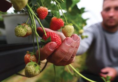 Person picking ripe strawberry as a metaphor for UK spending pledge may change minds over Horizon Europe exit
