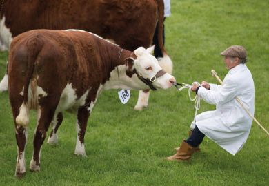An exhibitor drags his reluctant heifer in the main cattle judging ring  to illustrate 'Treasury ‘sceptical’ of claims about economic value of research'
