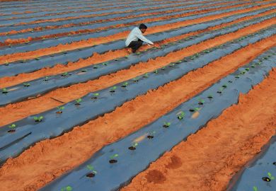A farmer inspects saplings of eggplant growing in his field on the outskirts of Bangalore
