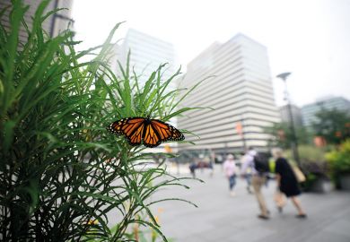 Monarch butterfly in city