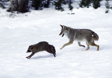 A wolf in the snow A wolf in the snow