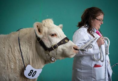 woman with cow woman with cow