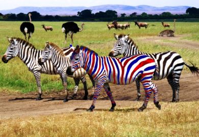 Fours zebras, one of which is coloured blue and red Fours zebras, one of which is coloured blue and red