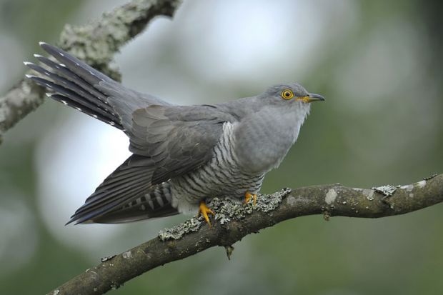 Cuckoo Managers Are Throwing Out Academy Traditions Times Higher Education The