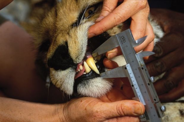 Cheetah having tooth measured