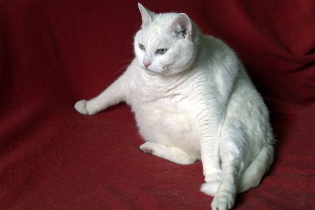 fat cat white