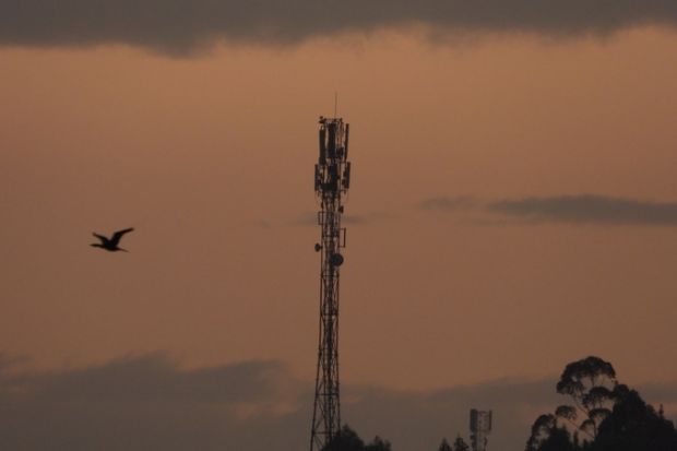 A bird flies past a telecommunication mast at dusk.