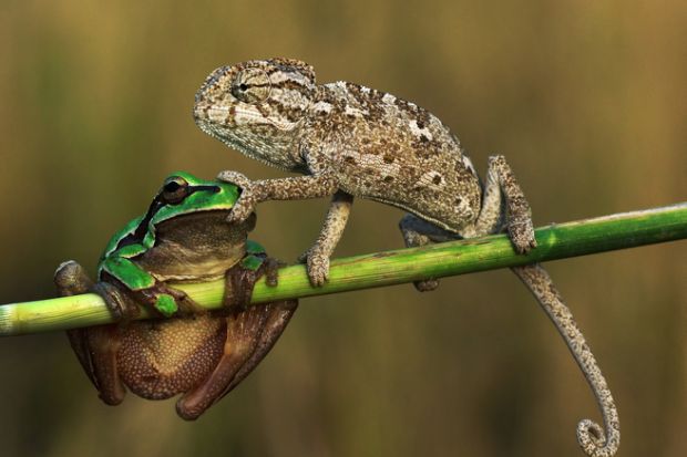 Chameleon and frog