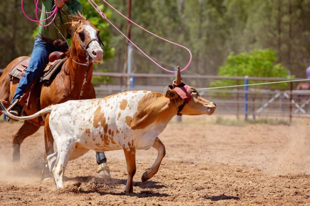 A cowboy on horseback attempts to loop a rope over a calf at a team event at a country rodeo