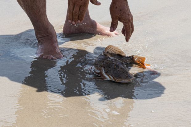 A fisherman releasing a Sea Robin on the sand at the edge of the ocean to let it go back to sea.