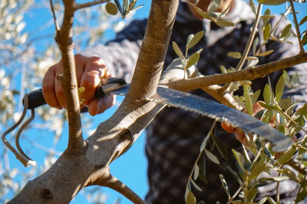 a man cuts a branch of an olive tree using a pruning saw in a plantation in Spain