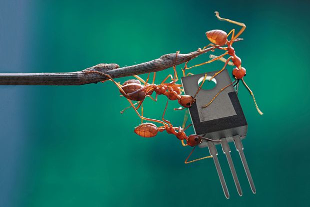 Ants on a twig Ants on a twig