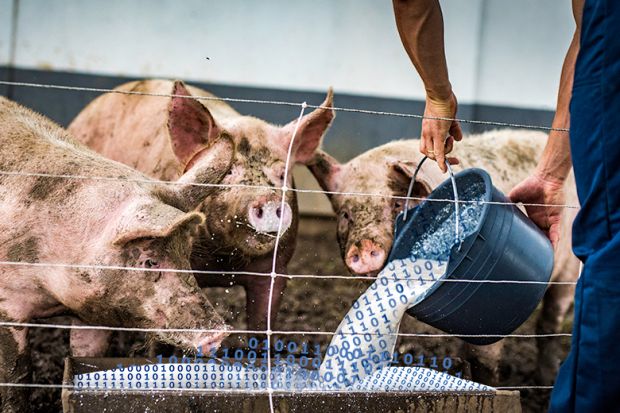 Binary code being poured from a bucket into a pig trough. To illustrate AI slop.