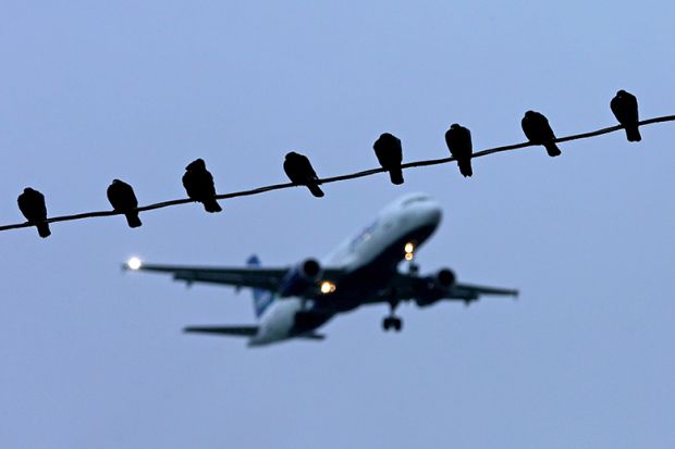 Birds rest on a power line as a jet is on final approach to the airport. To illustrate TNE (transnational education) 