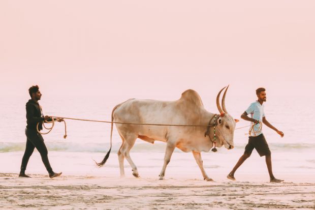 Two men lead a bull along a beach in Goa, India
