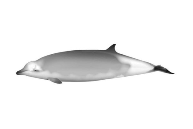 Artist's impression of Ramari’s beaked whale