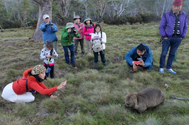Asian tourist photographing a wombat at Cradle Mountain - Lake St Clair National Park Tasmania, Australia