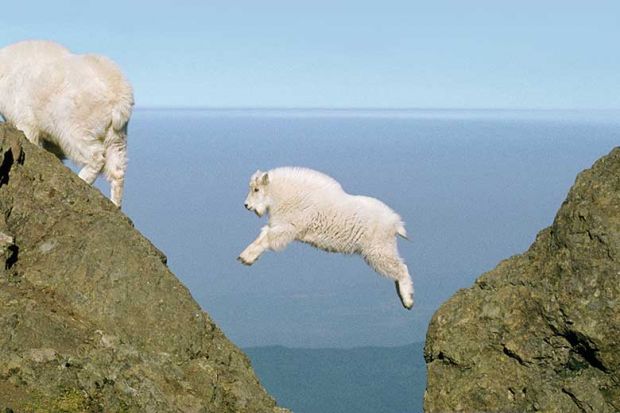 Baby mountain goat jumping a gap