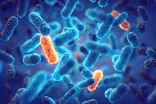 Bacteria Bacteria
