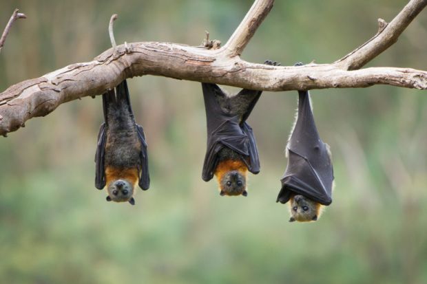 Three bats hanging upside down Three bats hanging upside down