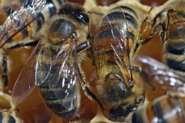 Bees walking on honeycomb