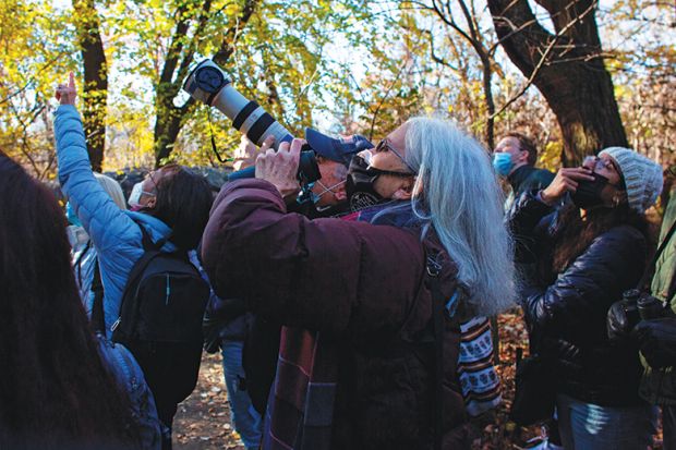 Bird watchers use binoculars and cameras to see a Great Horned Owl  in Central Park as an example of citizen science
