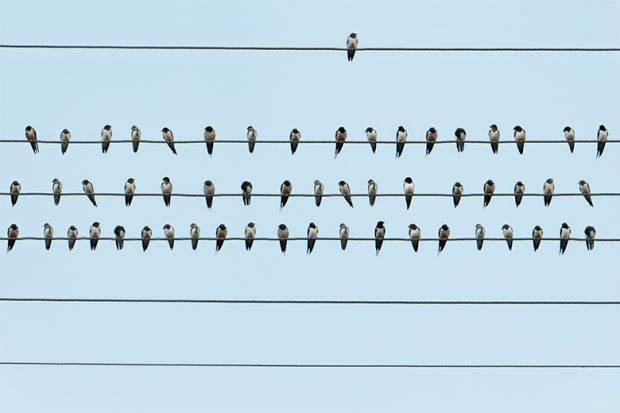 A number of birds on four telephone wires running parallel - only one is on the top one