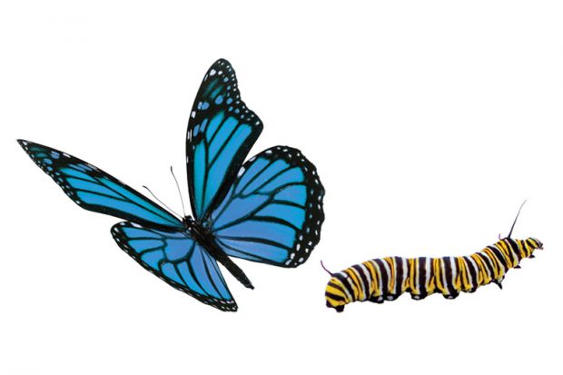 Blue butterfly and caterpillar