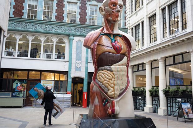 Sculpture of medical model showing human internal organs to illustrate Is dissection dying at medical schools? 