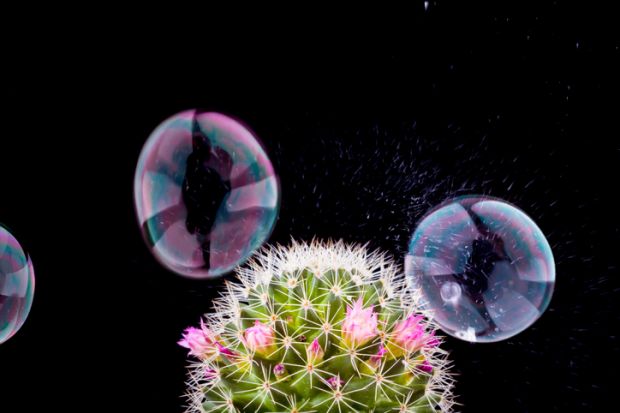 Bubbles float around a cactus