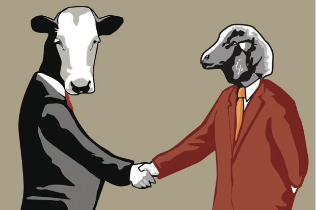 Business cow