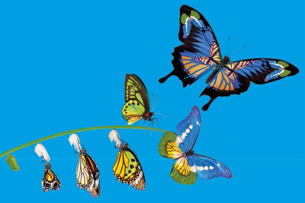 stages of butterfly metamorphosis to illustrate the changes to the rankings methodology over the past 20 years