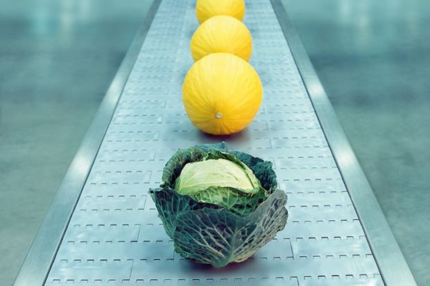 Cabbage on conveyor belt with melons