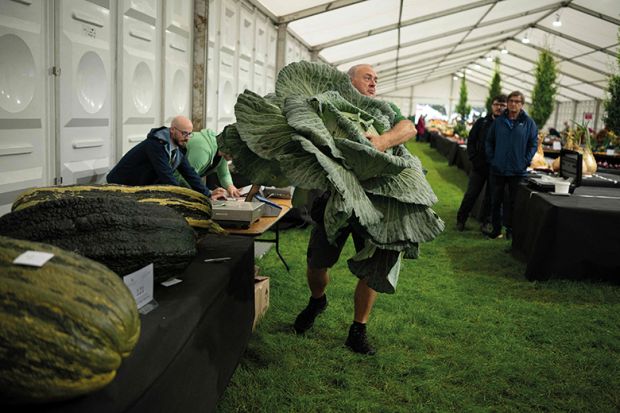 A huge cabbage ]in the giant vegetable competition at the Harrogate Autumn Flower Show, 2023