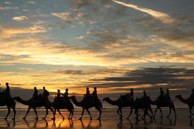 camels-sunset