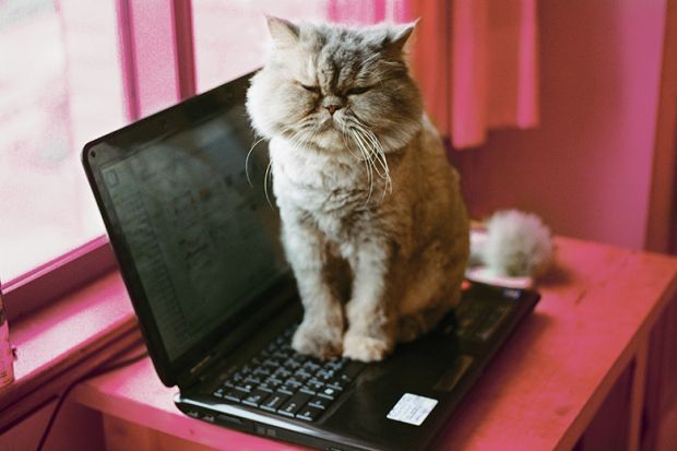 cat sitting on laptop