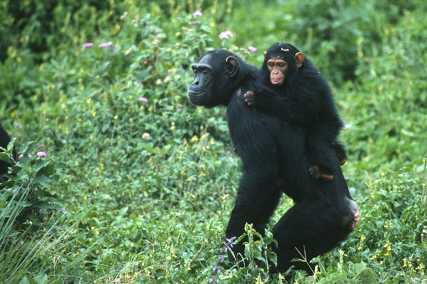 chimpanzee in Uganda