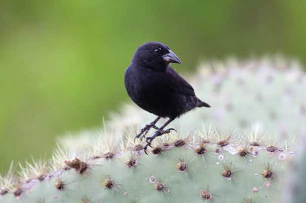 Common cactus finch (Geospiza scandens) Common cactus finch (Geospiza scandens)