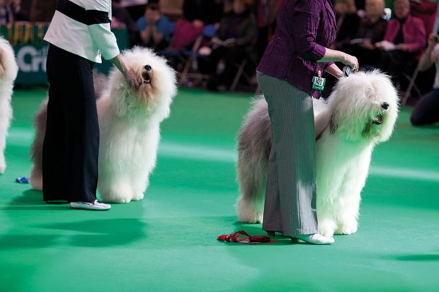 competitors at dog show