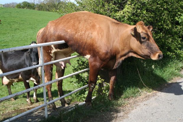 Cow stuck on gate