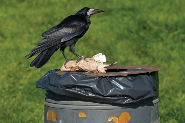 Crow standing on top of park dustbin