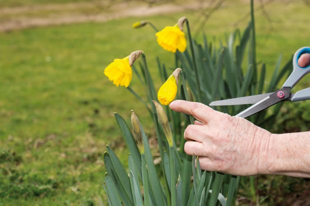 Cutting daffodils back