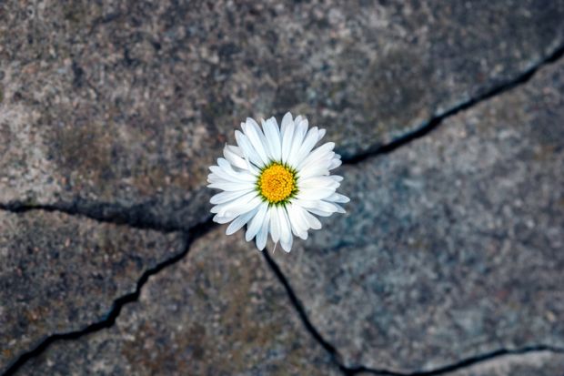 A daisy grows out of a cracked slab, symbolising emerging strongly from the funding crisis A daisy grows out of a cracked slab, symbolising emerging strongly from the funding crisis