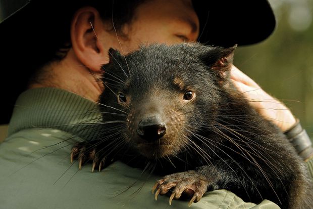 Man holds a Tasmanian devil Man holds a Tasmanian devil