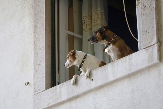 dogs keep watch