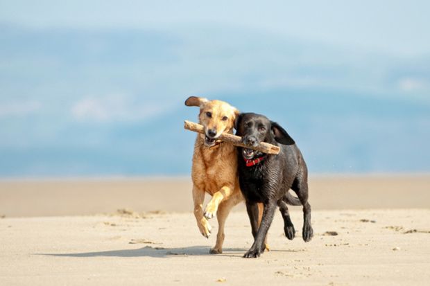 Two dogs on beach carrying a stick as a metaphor for academic partnerships