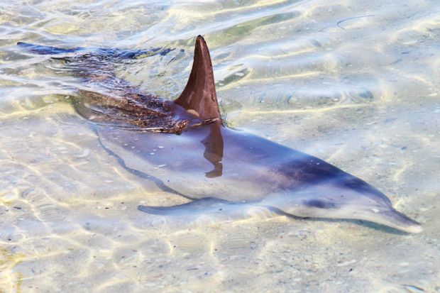 Dolphin swimming in shallow water